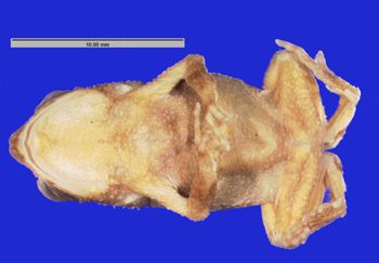 Media type: image; Herpetology A-3124